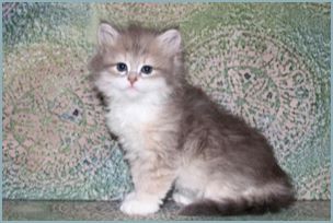 Male Siberian Kitten from Deedlebug Siberian